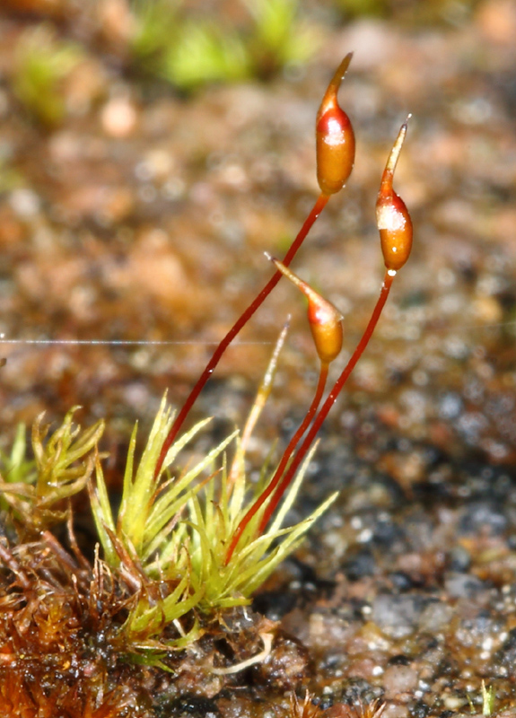 Dicranella rufescens